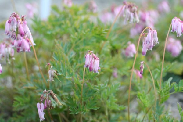 Dicentra exima Stuart Boothman