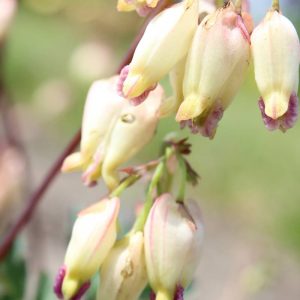 Dicentra Sulpher Hearts®