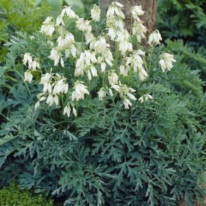 Dicentra formosa Aurora