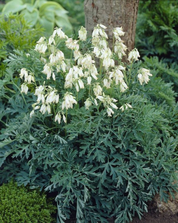 Dicentra formosa Aurora