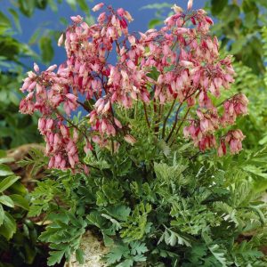 Dicentra formosa Bacchanal