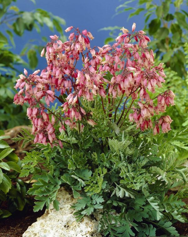 Dicentra formosa Bacchanal