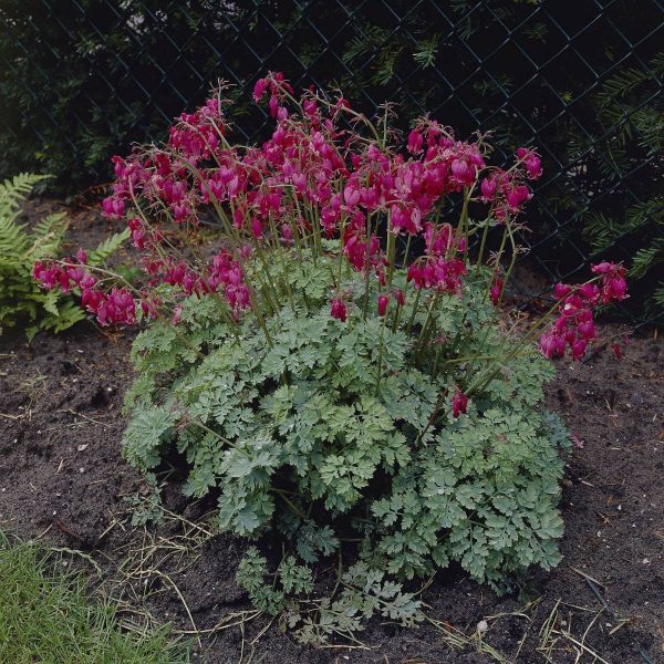 Dicentra formosa Luxuriant