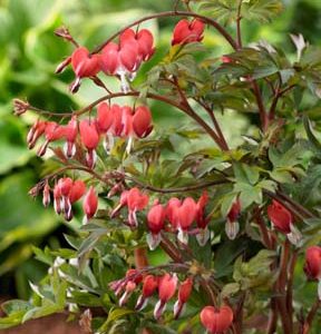 Dicentra spectabilis Valentine®