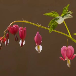 Dicentra spectablis
