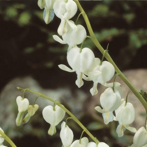 Dicentra spectabilis Alba