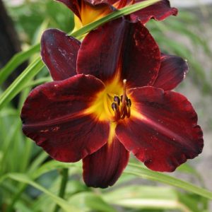 Hemerocallis Dominic