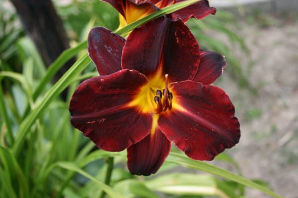 Hemerocallis Dominic