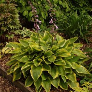Hosta Don Stevens
