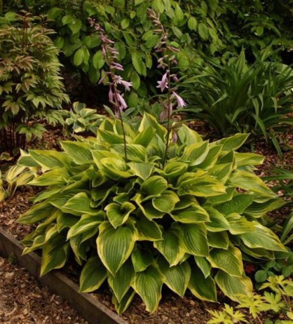 Hosta Don Stevens