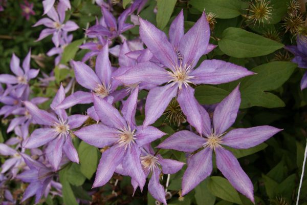Clematis Dorothy Walton