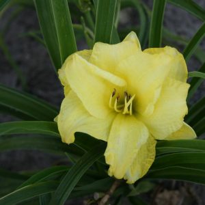 Hemerocallis Double Cutie