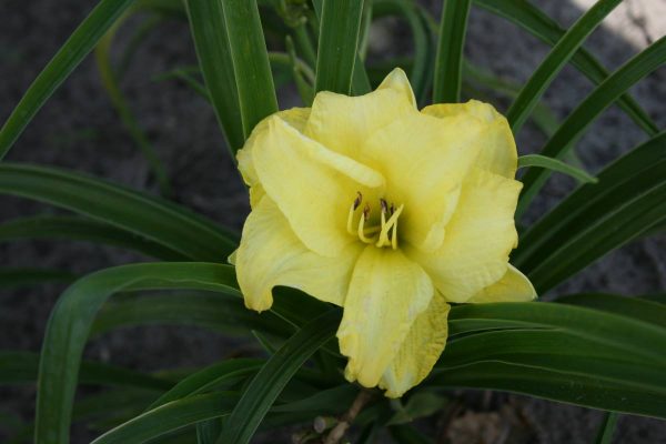 Hemerocallis Double Cutie