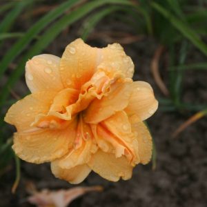 Hemerocallis Double Flash Dance