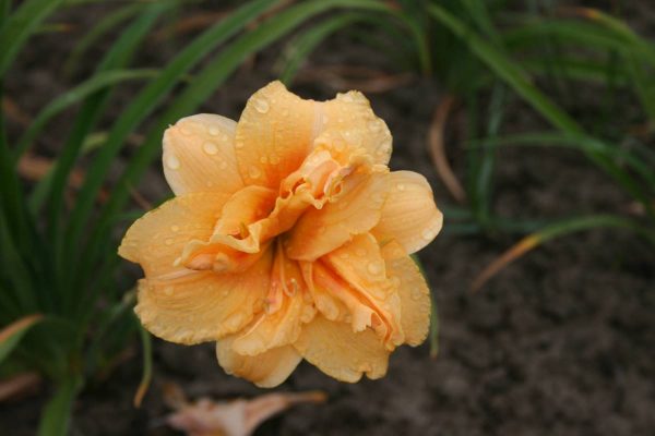 Hemerocallis Double Flash Dance