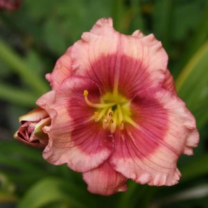 Hemerocallis Dragons Eye