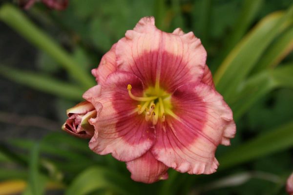 Hemerocallis Dragons Eye