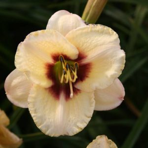 Hemerocallis Dream Legacy