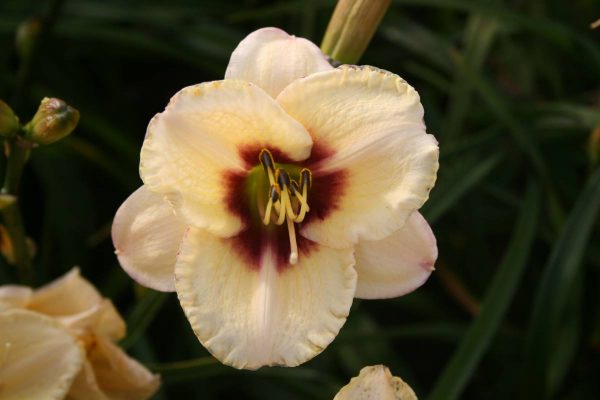 Hemerocallis Dream Legacy