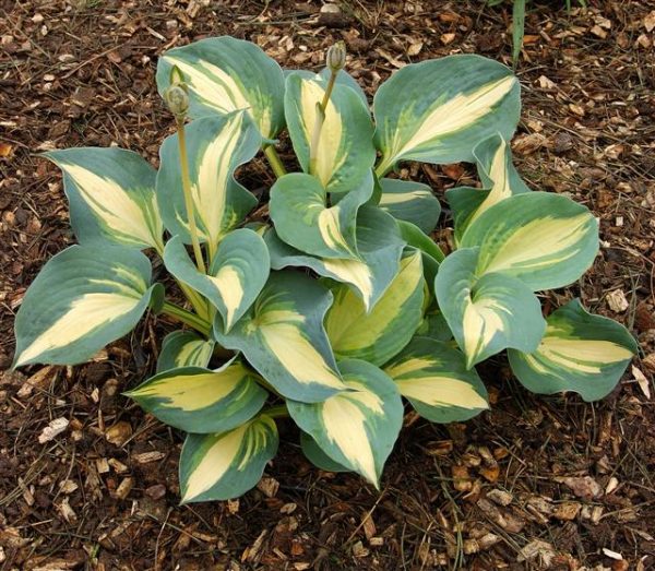Hosta Dream Queen