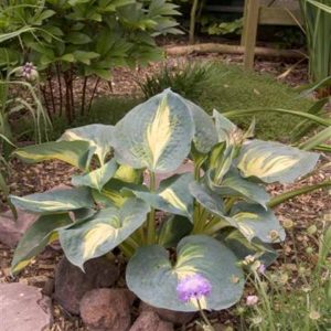Hosta Dream Weaver