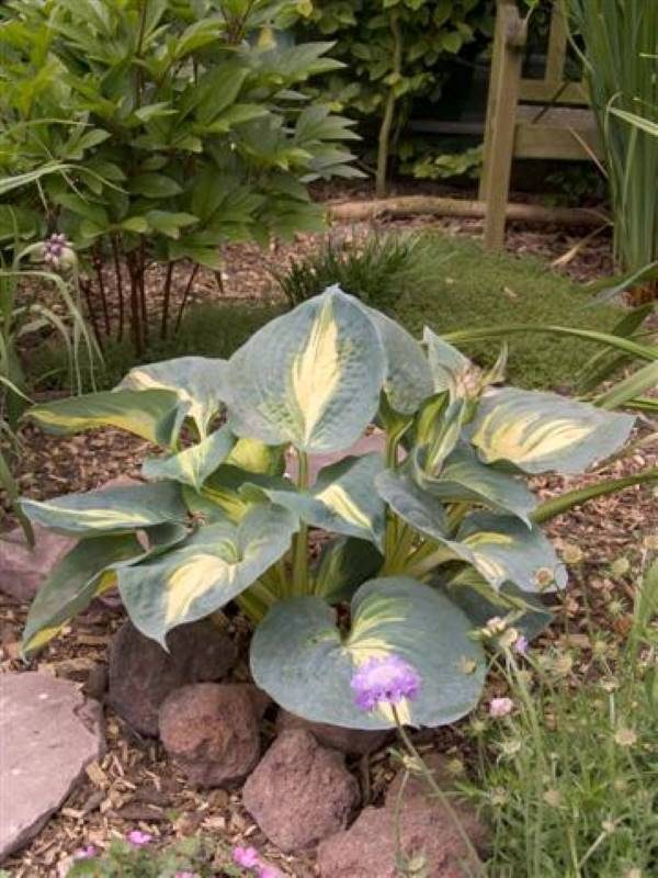 Hosta Dream Weaver