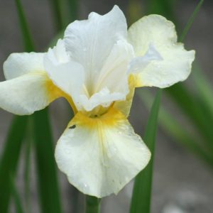 Iris sibirica Dreaming Orange