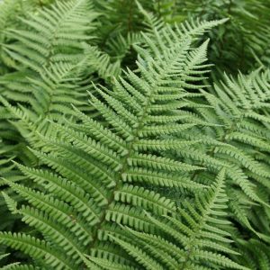 Dryopteris