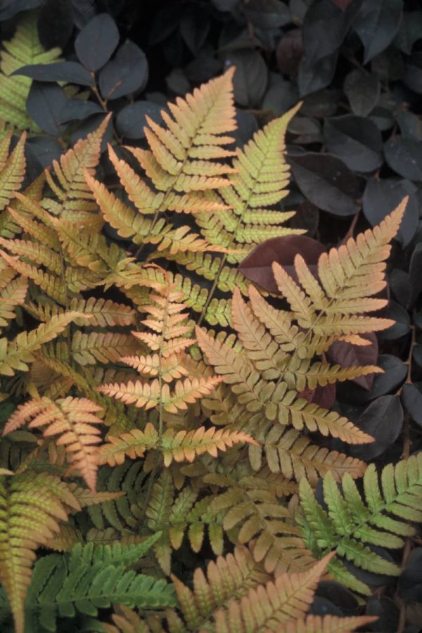 Dryopteris erythrosora