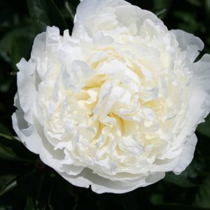 Paeonia  Duchesse de Nemours