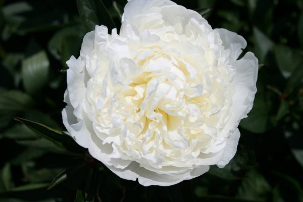 Paeonia  Duchesse de Nemours