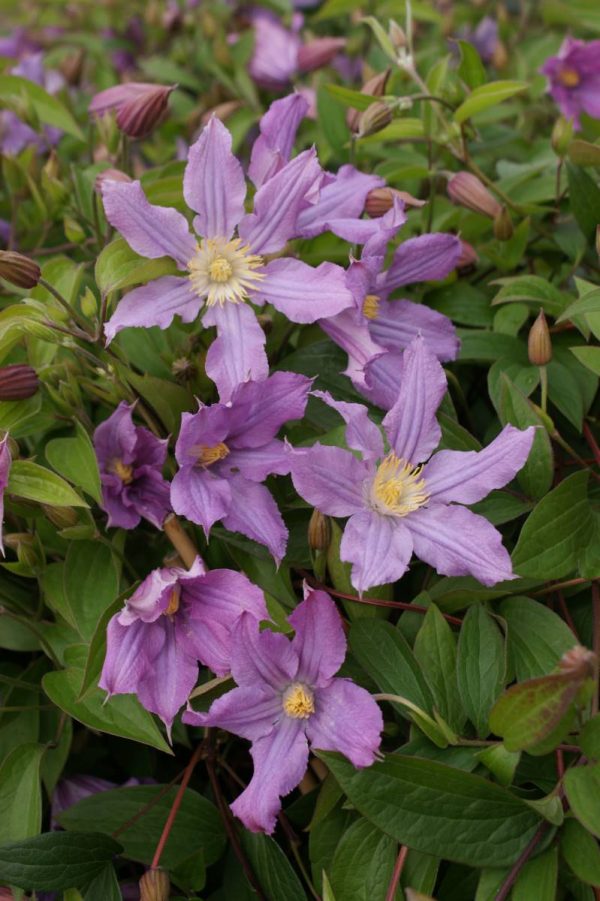 Clematis East River®