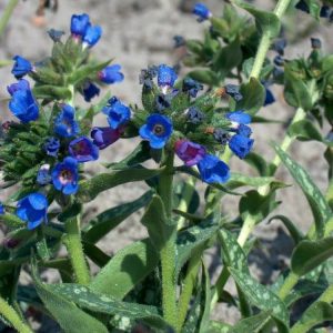 Pulmonaria long. EB Anderson