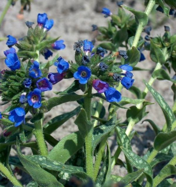Pulmonaria long. EB Anderson
