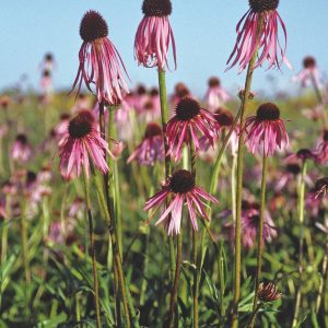 Echinacea pallida