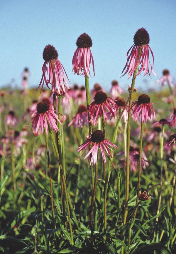Echinacea pallida