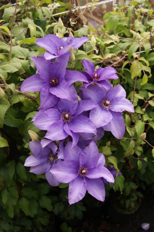 Clematis Esther®