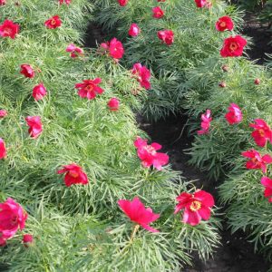 Paeonia  Early Bird