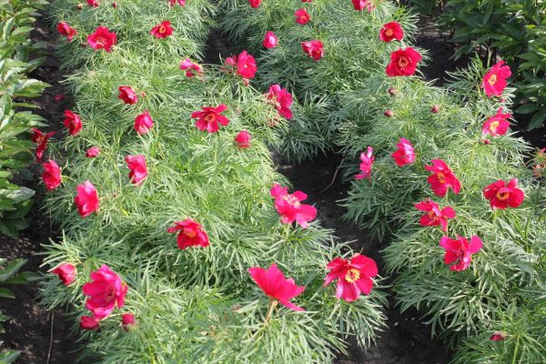 Paeonia  Early Bird