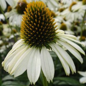 Echinacea Alaska®