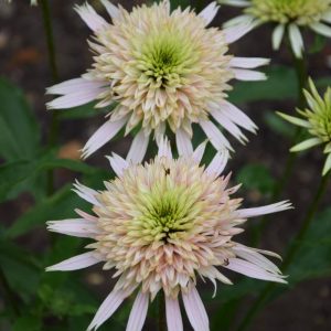 Echinacea Cherry Fluff®