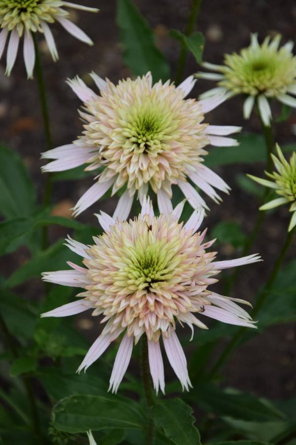 Echinacea Cherry Fluff®