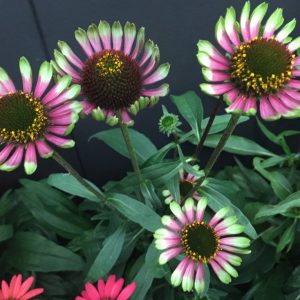 Echinacea Choco Green