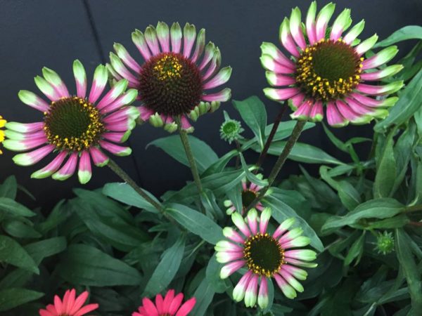 Echinacea Choco Green