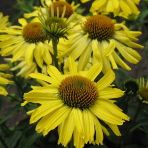 Echinacea Cleopatra®