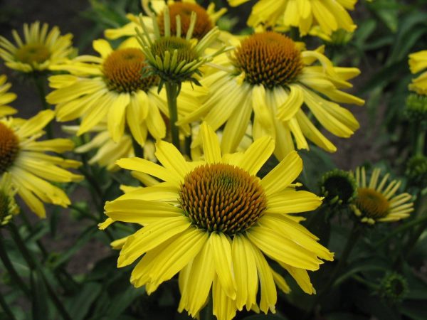 Echinacea Cleopatra®