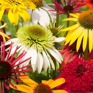 Echinacea Color Showtime