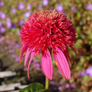 Echinacea Cotton Candy®