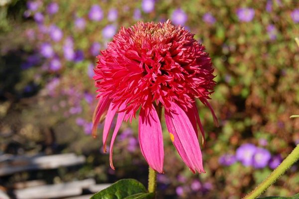 Echinacea Cotton Candy®