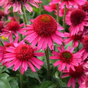 Echinacea Delicious Candy®